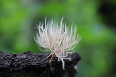Pterula subulata