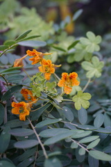Tropaeolum ciliatum