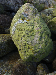 Rhizocarpon
