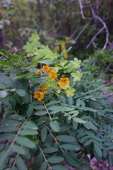 Tropaeolum ciliatum