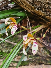 Maxillaria picta