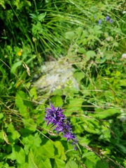 Asyneuma campanuloides