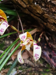 Maxillaria picta
