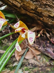 Maxillaria picta