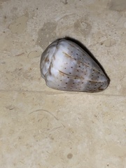 Conus abbreviatus