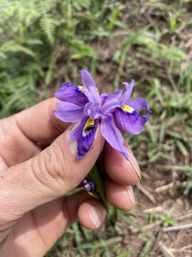 Moraea iringensis image