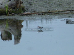 Calidris pusilla
