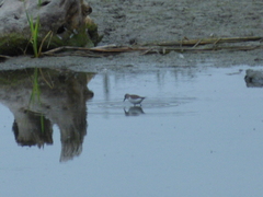 Calidris pusilla