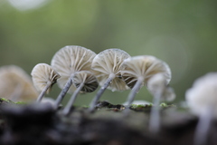 Tetrapyrgos nigripes