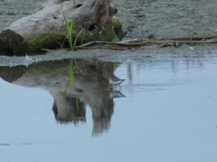Calidris pusilla