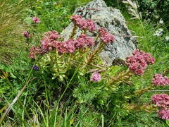 Sempervivum caucasicum