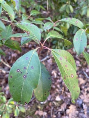 Mycosphaerella colorata