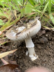 Amanita calyptratoides