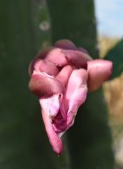 Cereus hildmannianus
