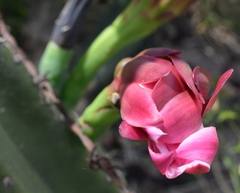 Cereus hildmannianus