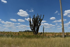 Cereus hildmannianus