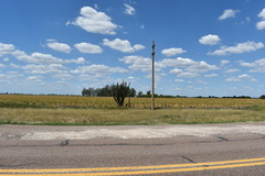 Cereus hildmannianus