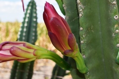 Cereus hildmannianus