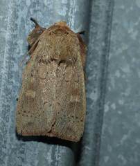 Leucania pseudargyria