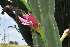 Cereus hildmannianus