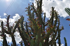 Cereus hildmannianus