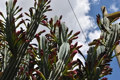 Cereus hildmannianus