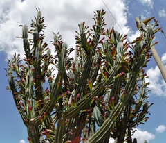 Cereus hildmannianus