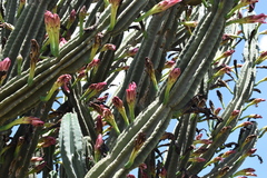 Cereus hildmannianus