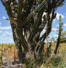 Cereus hildmannianus