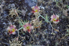 Alstroemeria versicolor