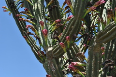 Cereus hildmannianus
