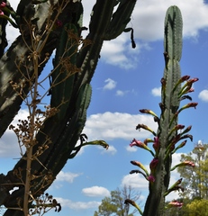 Cereus hildmannianus