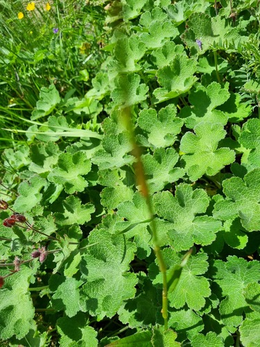 Caucasian cranesbill (Geranium renardii)