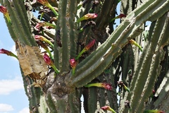 Cereus hildmannianus