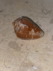 Conus catus
