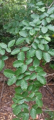 Nothofagus pumilio