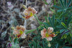 Alstroemeria versicolor