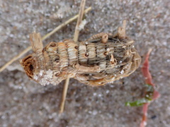 Ammophila