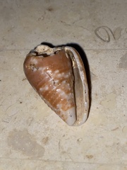 Conus catus