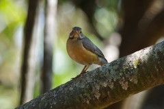 Turdus libonyana