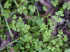 Anthriscus caucalis