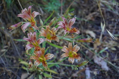 Alstroemeria versicolor