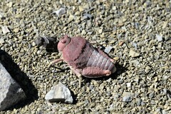 Trachypetrella anderssonii