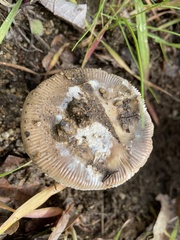 Amanita calyptratoides