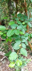 Nothofagus pumilio
