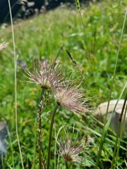 Pulsatilla aurea