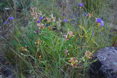 Alstroemeria versicolor