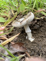 Amanita calyptratoides