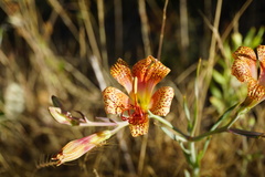 Alstroemeria versicolor
