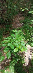 Nothofagus pumilio